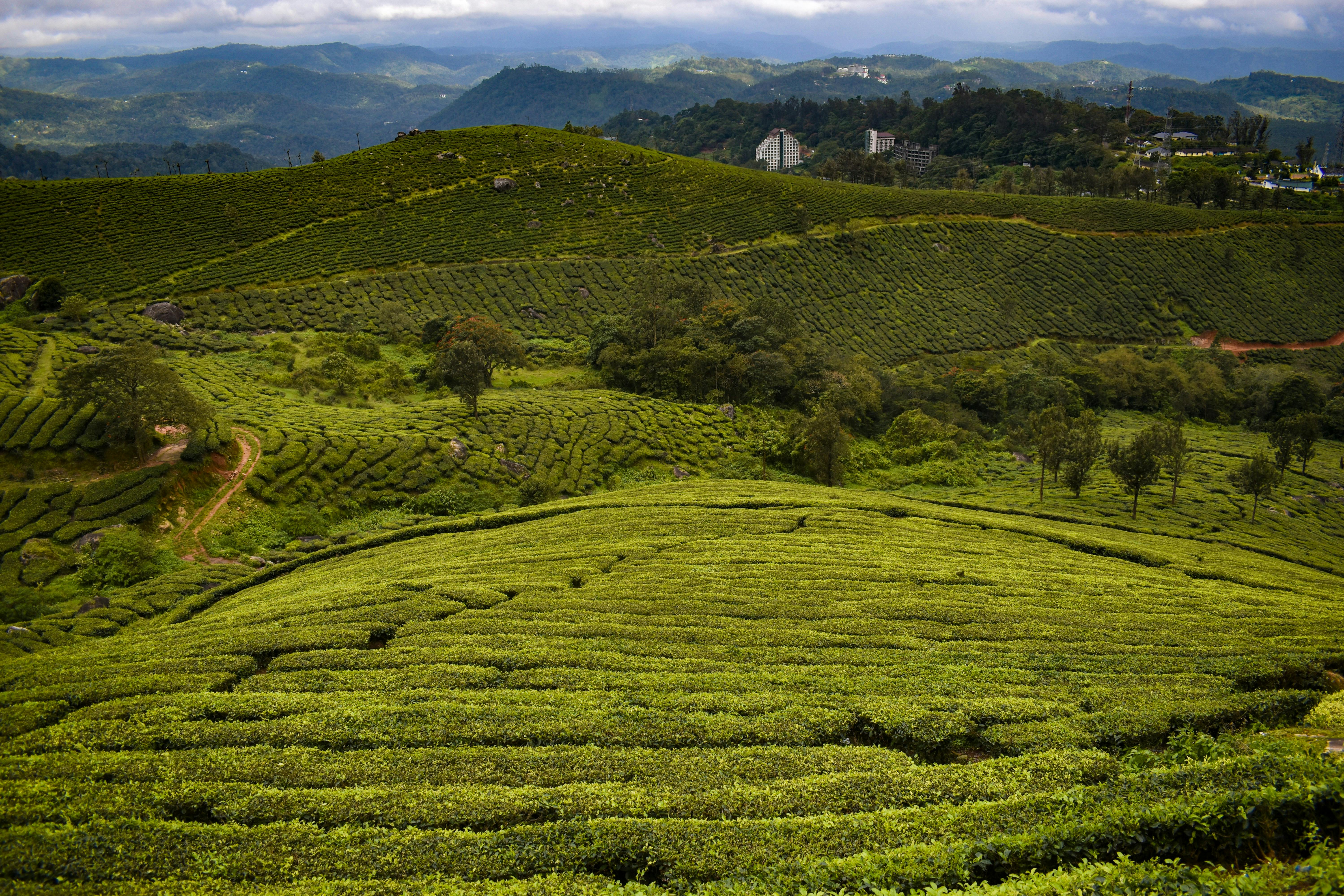 Kerala Munnar Package