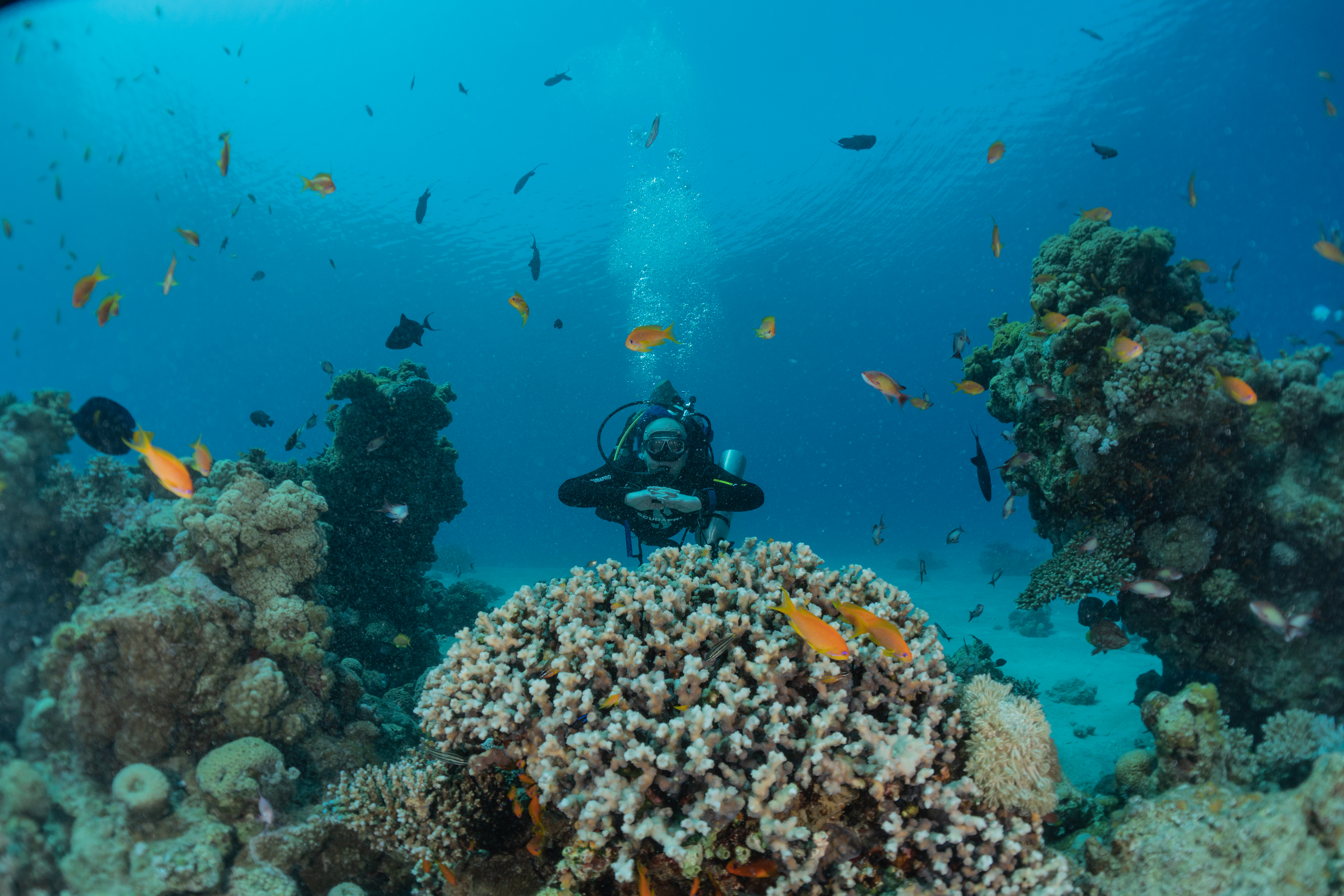 Scuba Diving