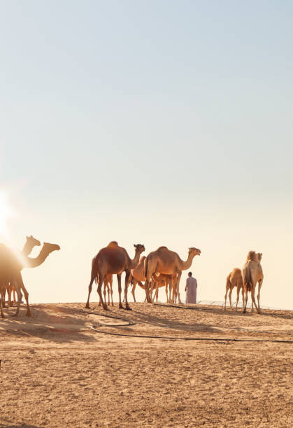 Desert Safari