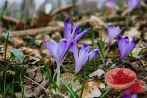 Pampore saffron fields in bloom