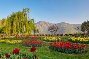 Kashmir Tulip Garden with colorful tulips and Zabarwan Hills backdrop